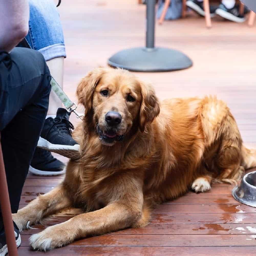 Big dog sitting on the floor of the outdoor dining area of this dog friendly cafe in Melbourne
