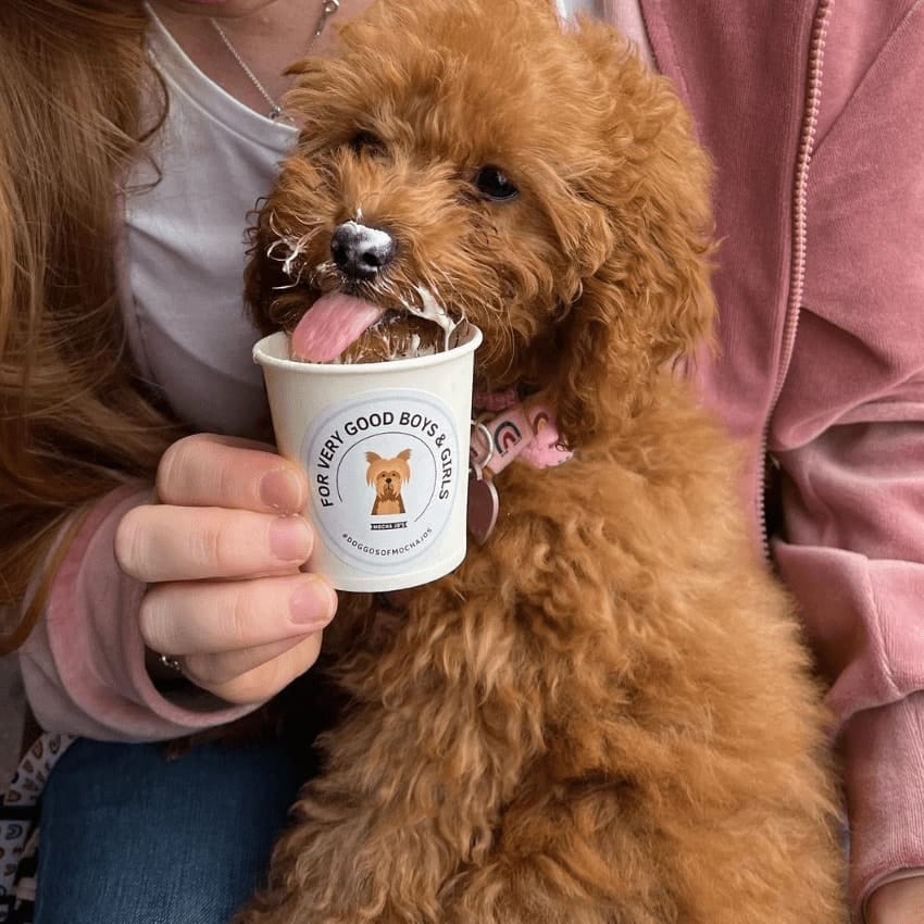 Cute brown dog is sitting on owners lap and drinking from a pup cup of a dog friendly cafe in Melbourne