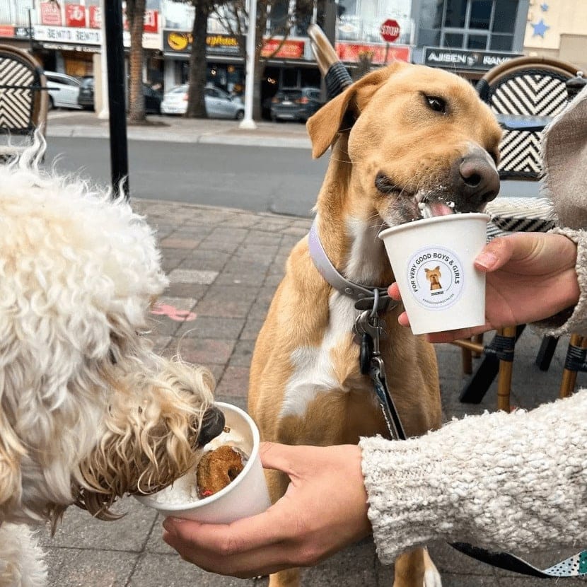 Two dogs sipping from a pup cup that this dog friendly cafe in Melbourne offers