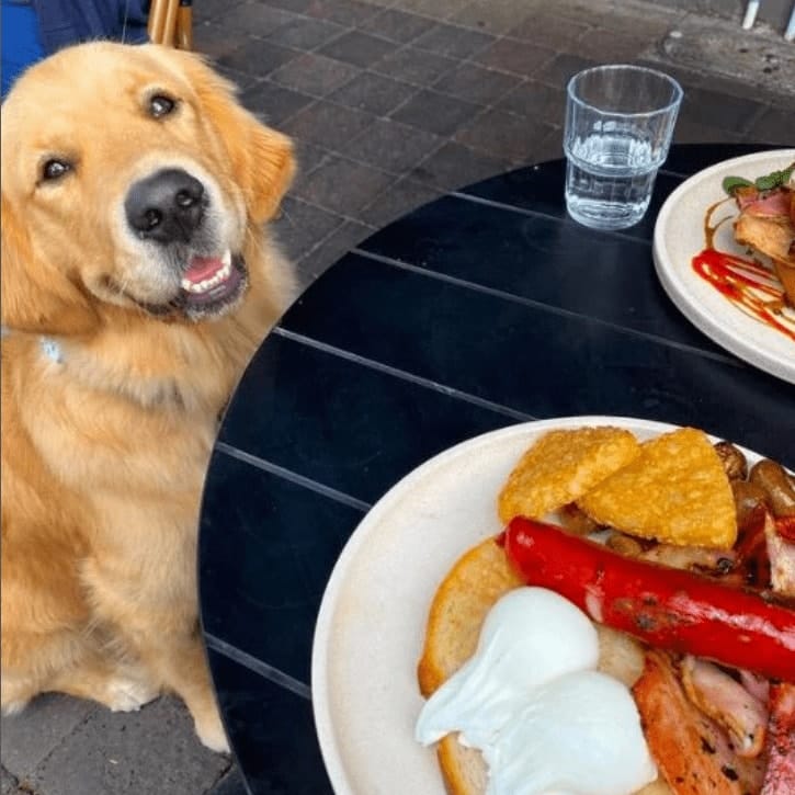 A dog looking up to its owner as they dine in this dog friendly cafe in Melbourne with some breakfast food on the table