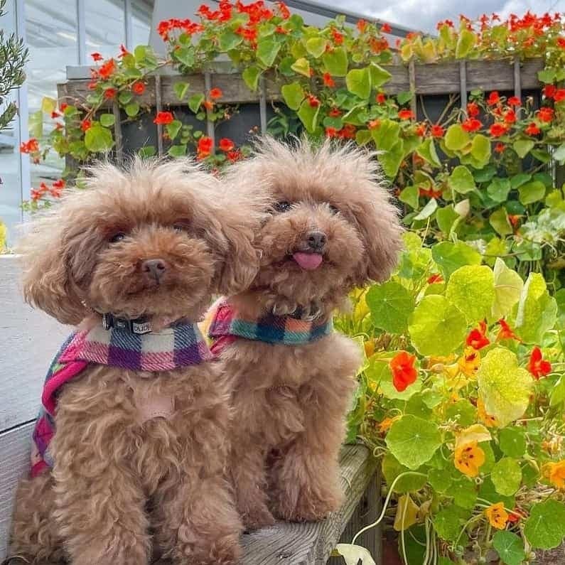 Two small dogs on a small ledge in this dog friendly cafe in Melbourne with red flowers and some plants on the background