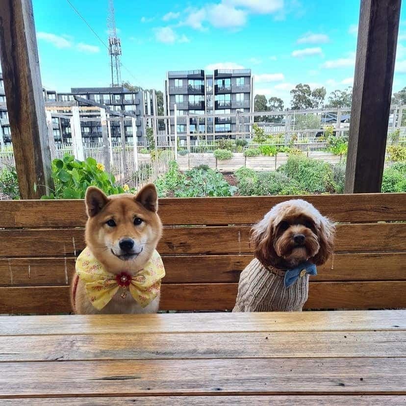 Two adorable dogs sit patiently on the outdoor seating area of a dog-friendly cafe in Melbourne.