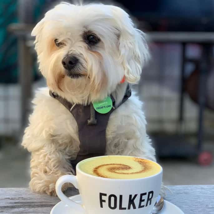 Cute dog sitting on cafe table with coffee cup in dog friendly cafe in Melbourne