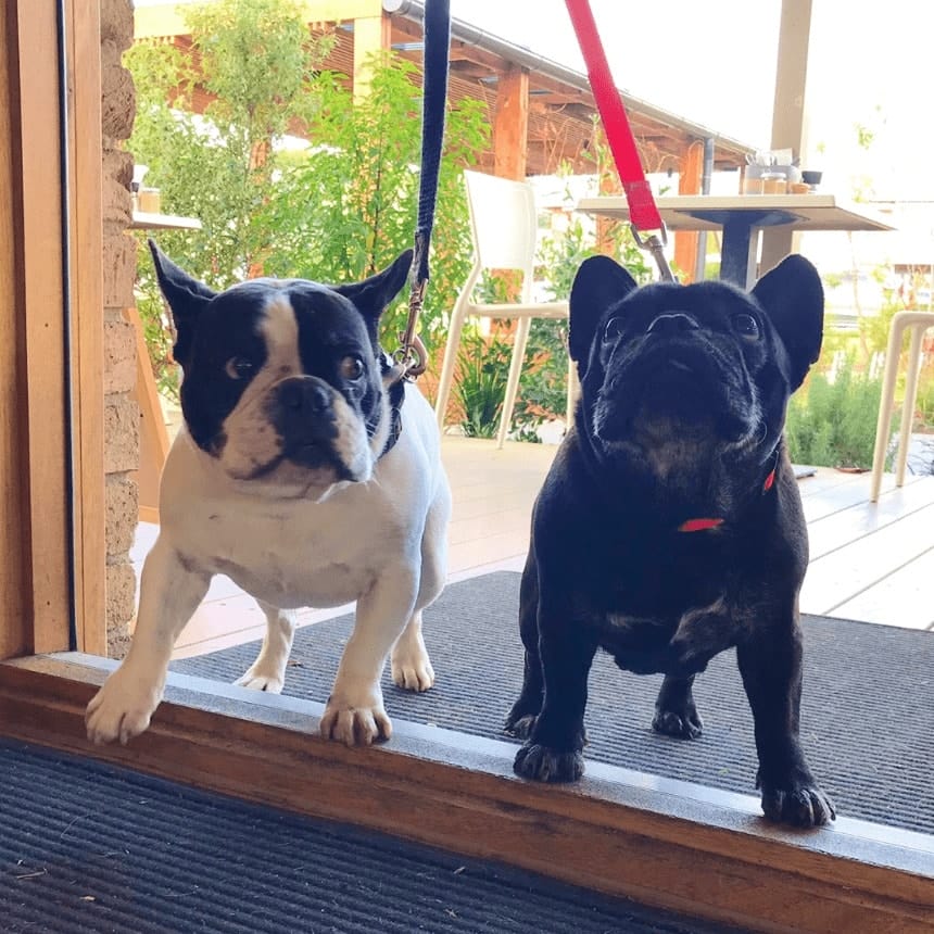 Two cute dogs on leashes in Melbourne dog friendly cafe