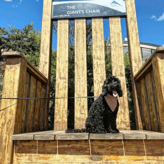 Dog sitting on top of this giant chair of the dog friendly restaurant in Melbourne