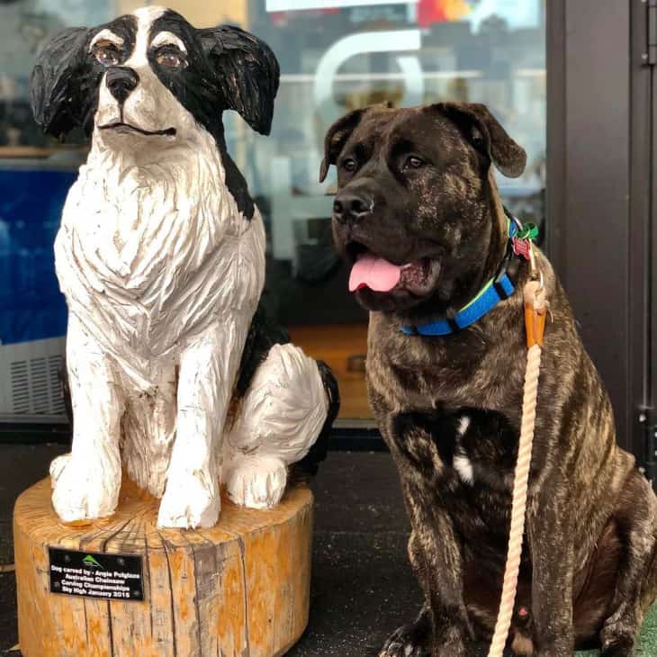 A dog posing with another statue of a dog in this dog friendly restaurant in Melbourne