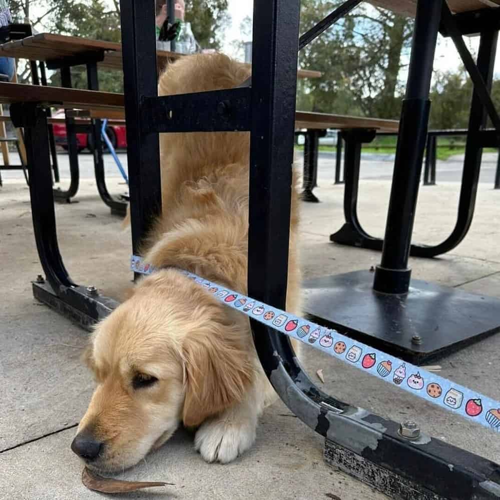 Playful dog enjoys this dog friendly cafe in Melbourne's scene under the table