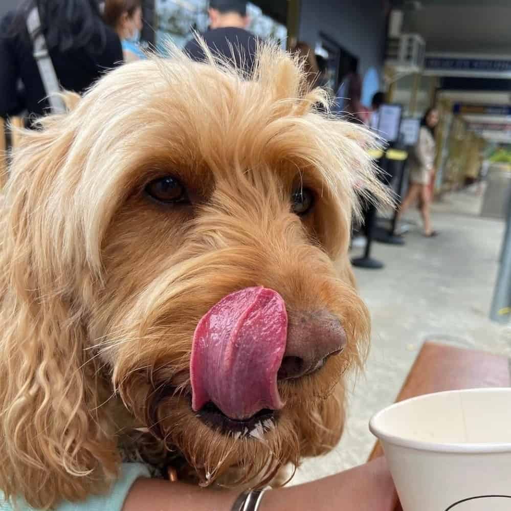 Cute dog dining in this dog cafe in Melbourne and trying to lick its nose
