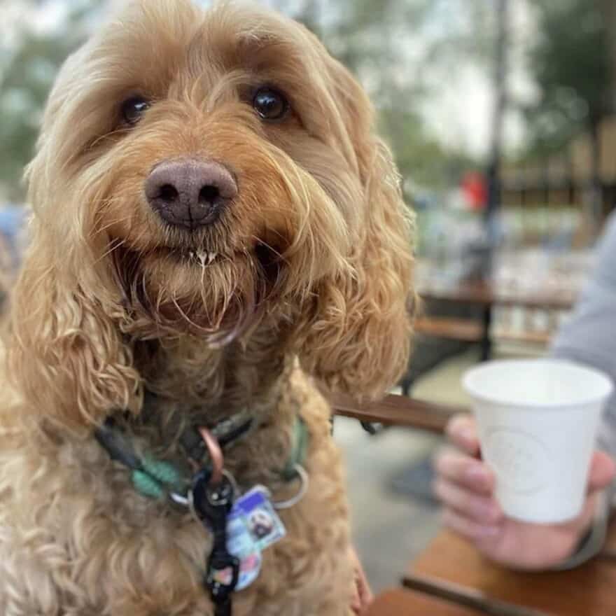 Dog savors a tasty pup cup in outside Eastern Melbourne and looking at the camera