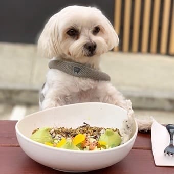 Small white puppy enjoys salad in Melbourne dog friendly cafe