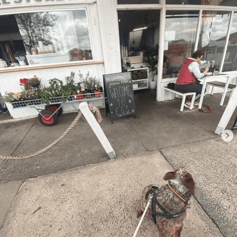 Tiny dog strikes a pose outside Melbourne's dog-friendly cafe