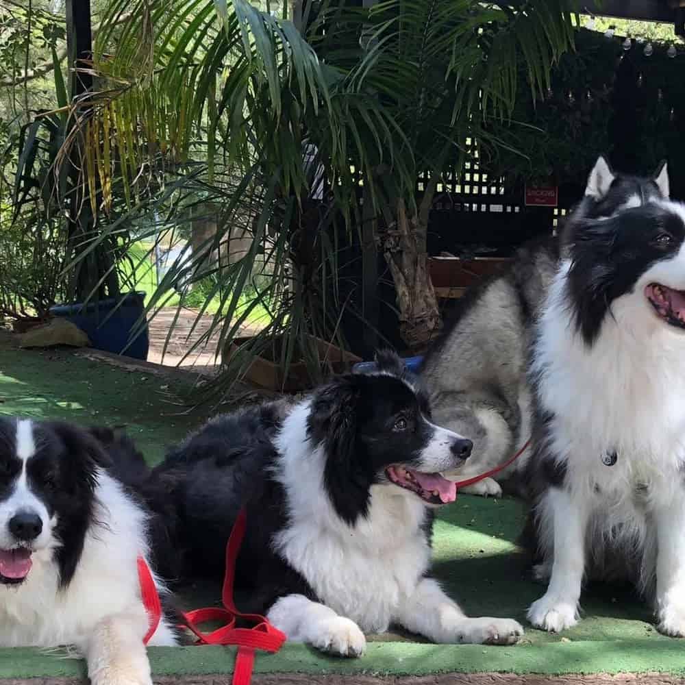 Three dogs sitting outside together of this dog friendly cafe in Melbourne
