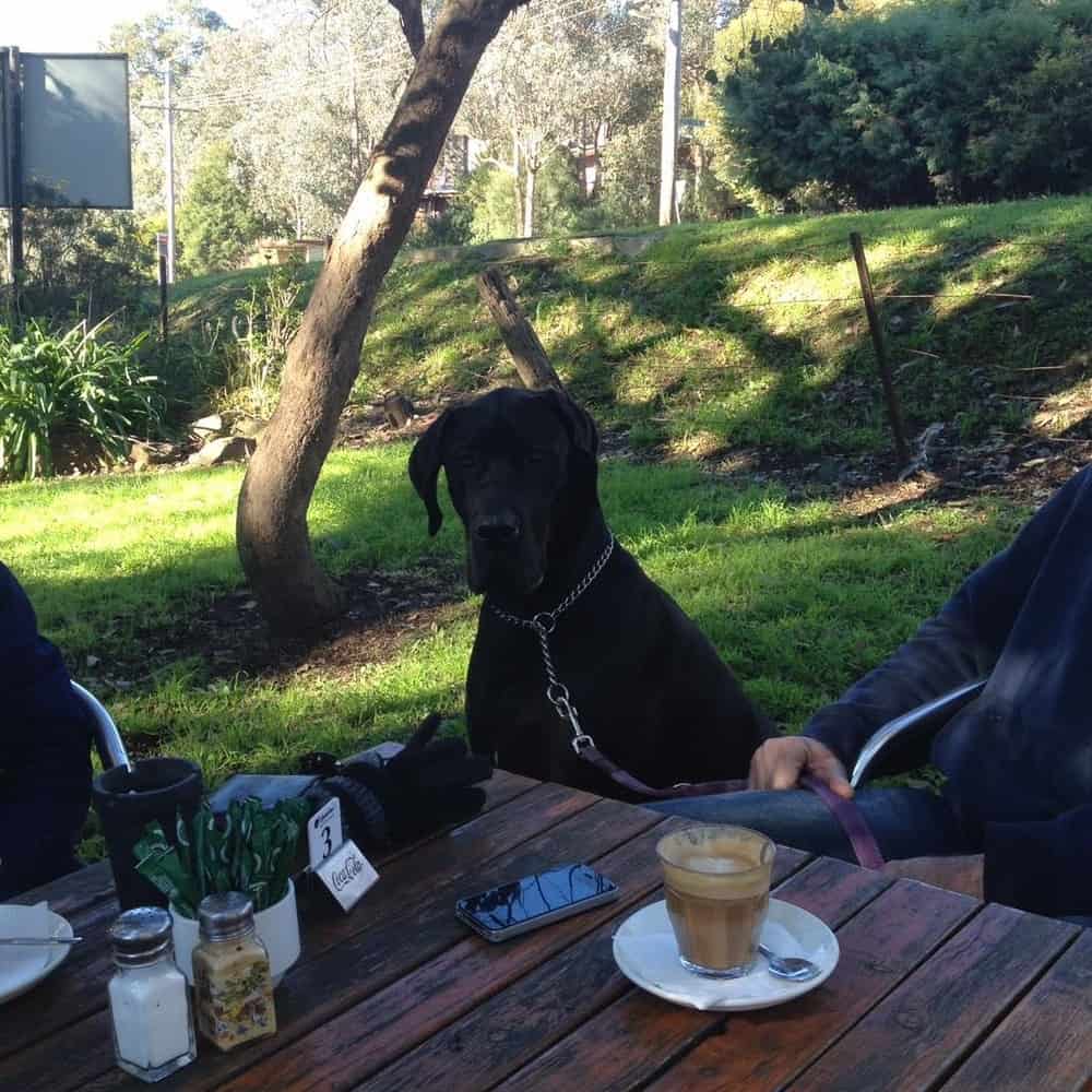 Dog sitting with its owners in this dog friendly cafe outside Eastern Melbourne as they drink some coffee