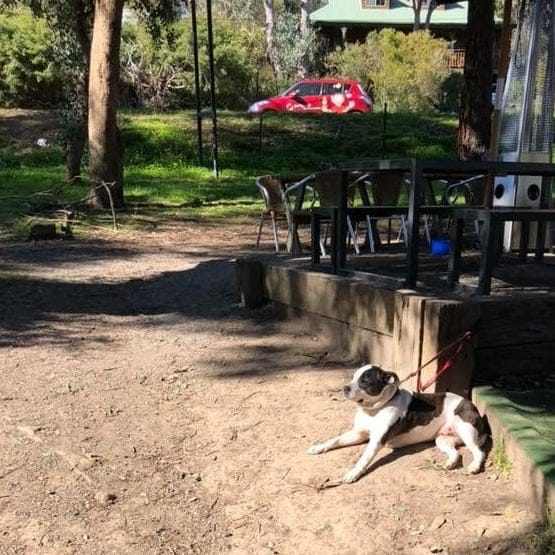 A view of the outdoor dining space of this dog friendly cafe in Melbourne