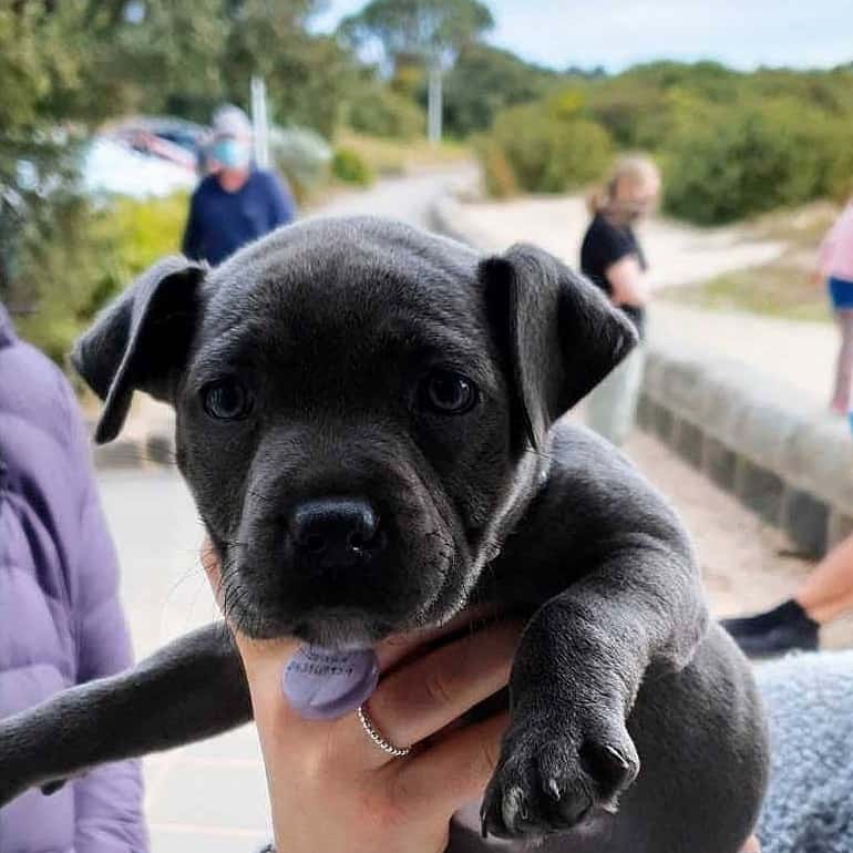 Person holds cute puppy at a dog friendly eatery in Melbourne