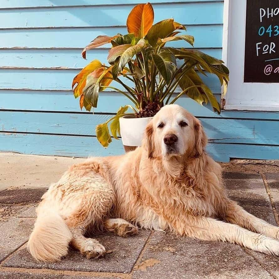Happy dog sits outside Melbourne's dog-friendly cafe