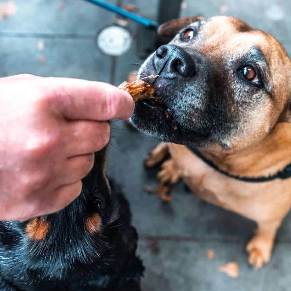 Feeding two dogs with some treats from this pet friendly bakehouse in Melbourne