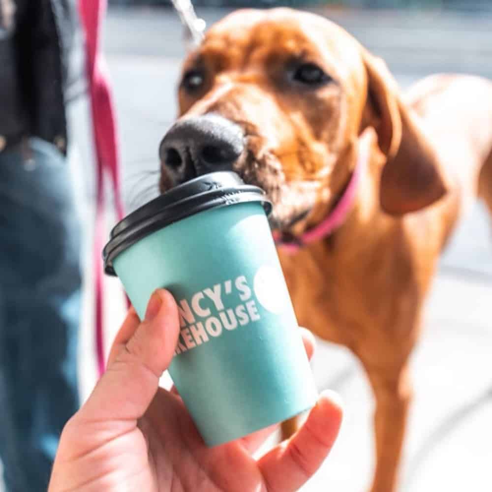 Owner feeding dog with a Puppuccino from a pet friendly bakehouse around Southern Melbourne