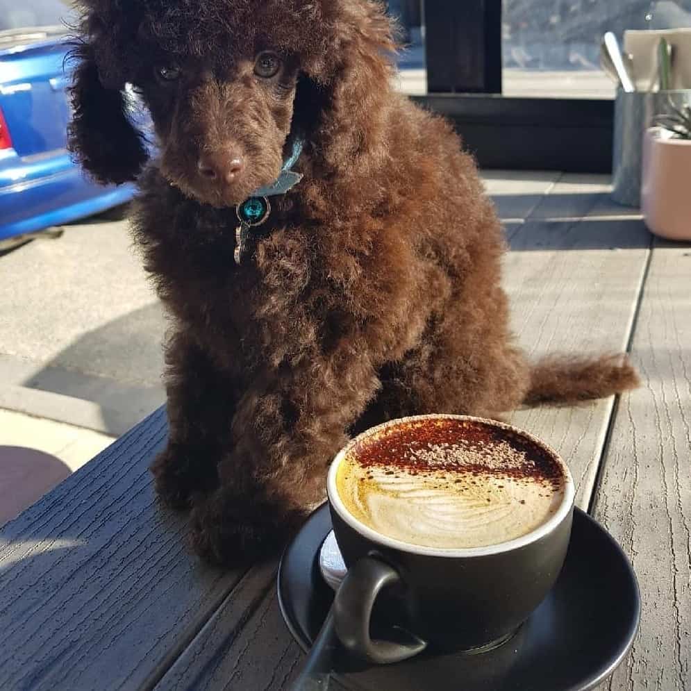 Cute small dog sits on table with coffee cup in Melbourne dog friendly cafe