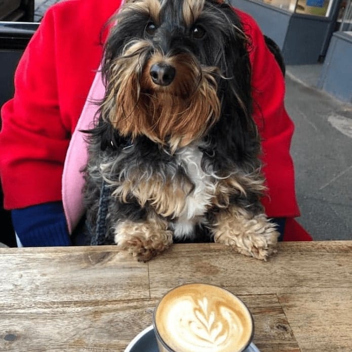 Dog sitting on this pet friendly cafe in Melbourne's bench as it ooks in the camera