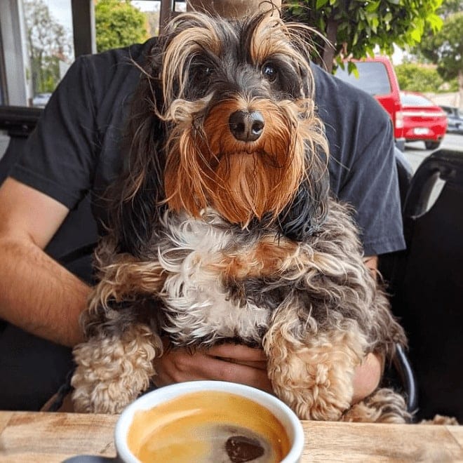 Dog leaning on top of the table as it poses for the camera in one of the tables of this pet friendly cafe around inner Eastern Melbourne