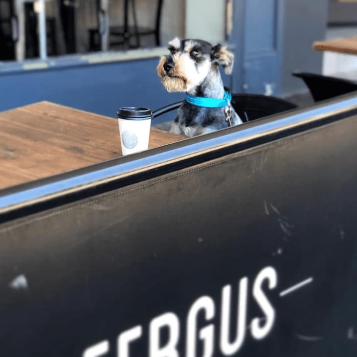 Small dog looking up at the camera as they dine in this pet friendly cafe in Melbourne