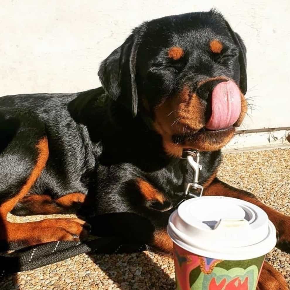 Dog sitting out in the sun in a pet friendly cafe in Melbourne with its Puppuccino