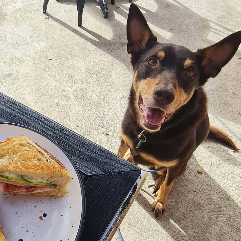 Food on top of table of a pet friendly cafe in Melbourne with pet staring directly in the camera below