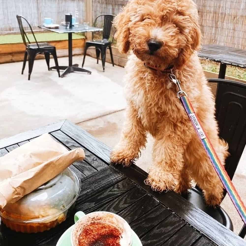 Small dog leaning on the table of this pet friendly cafe in Melbourne with owner holding its leash