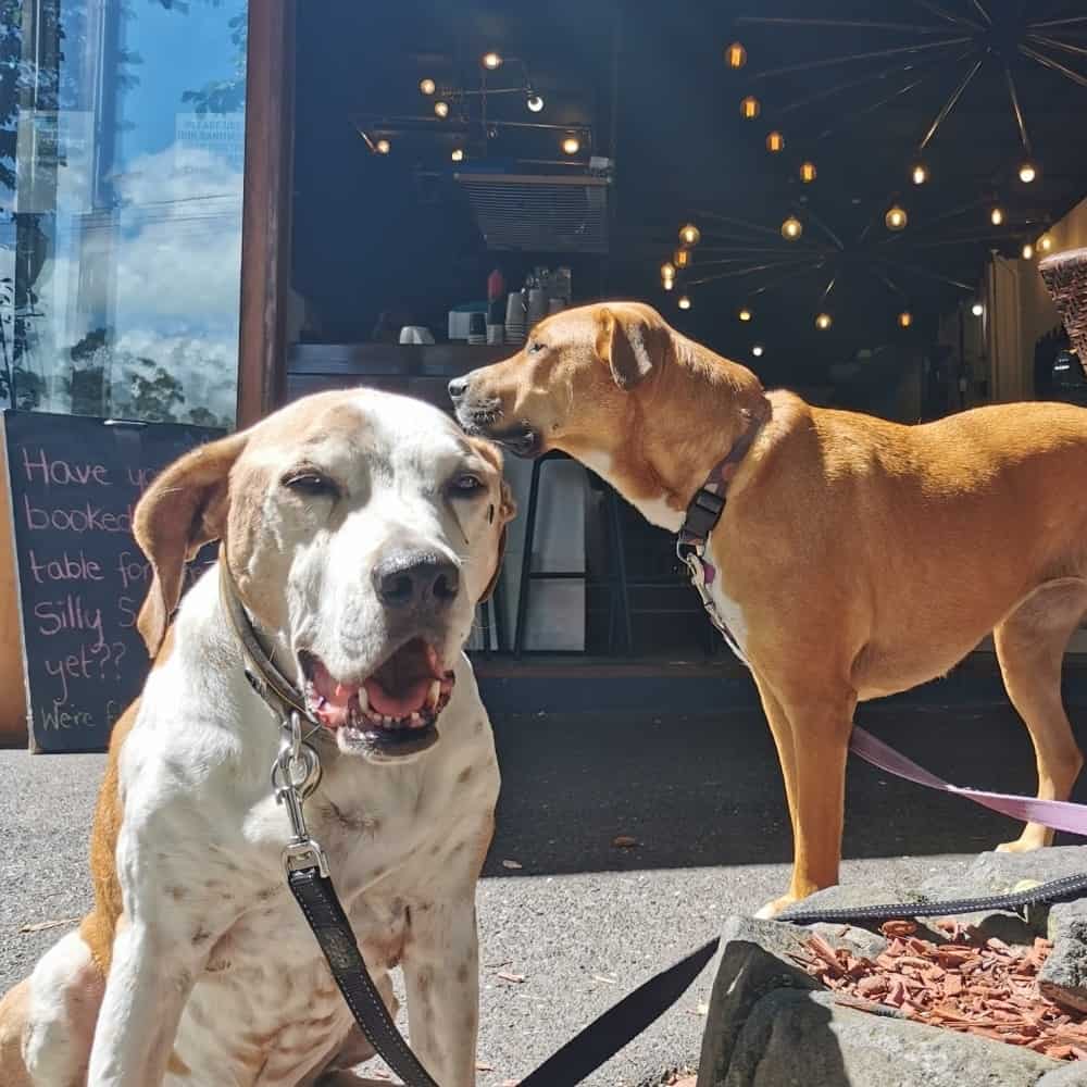 Two dogs in front of the pet friendly restaurant in Melbourne where you can see the cafe logo at the back