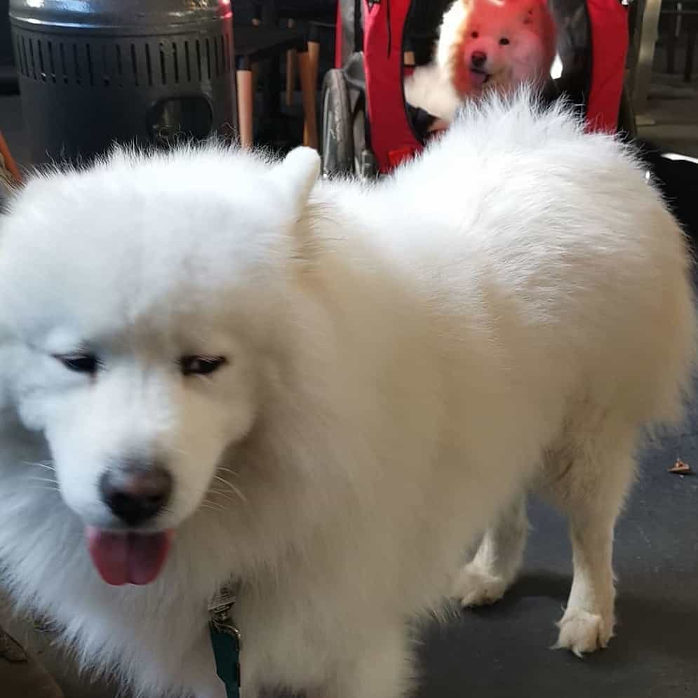 White fluffy dog at this pet friendly restaurant outside Eastern Melbourne
