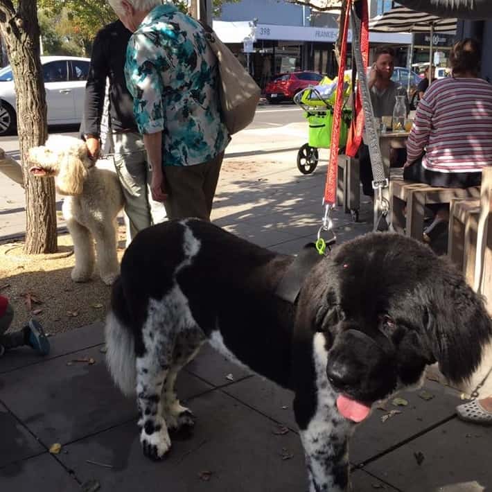 Dogs and their owners seen standing outside the pet friendly restaurant in Melbourne as other people dine in the background