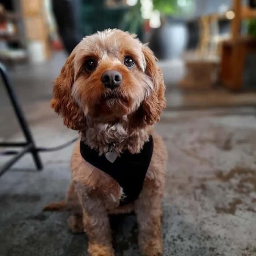 Adorable dog in Melbourne's dog-friendly cafe looks up at the camera