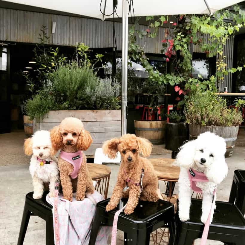 Four dogs make themselves at home on chairs at Bayside and Peninsula's pet friendly cafe