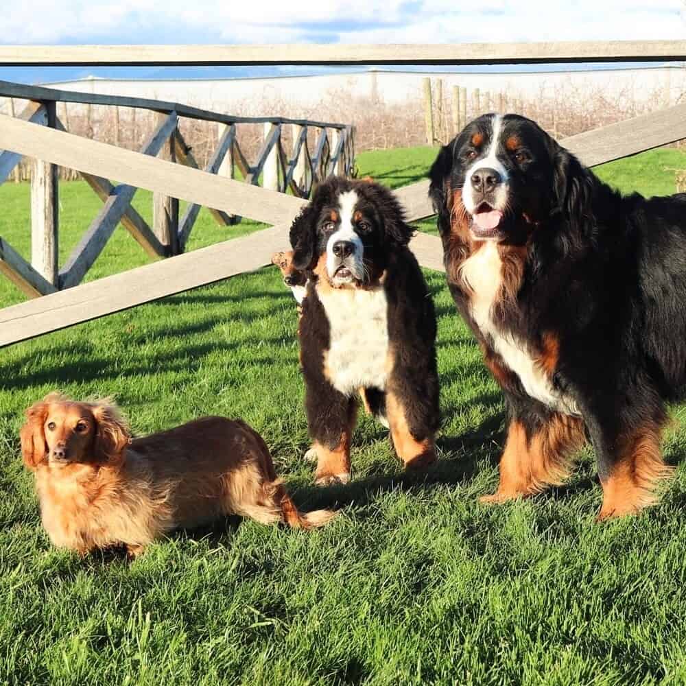 Three dogs standing outside the grassy area of this pet friendly cafe in Melbourne