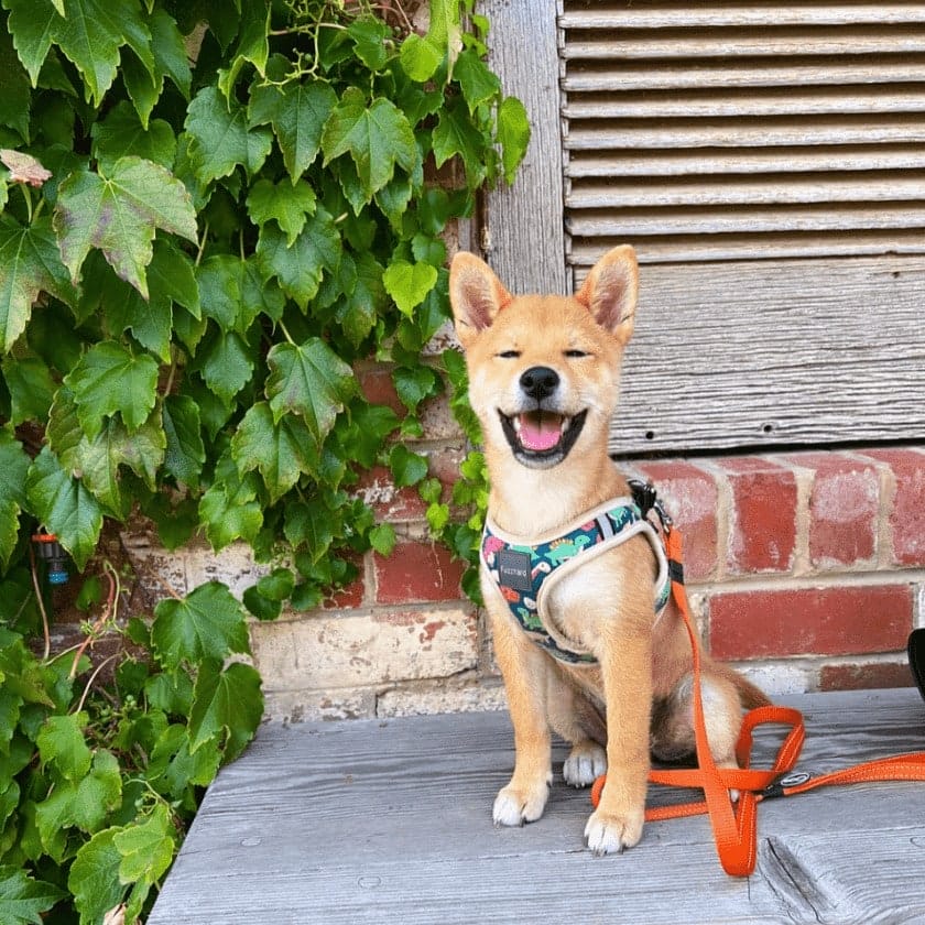 small brown dog smiling widely for the camera outside a pet friendly cafe in Melbourne