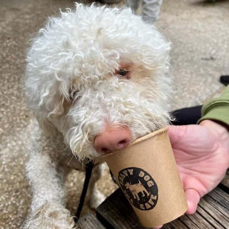 Cute small dog drinking from a pup cup in owners hands in dog friendly cafe