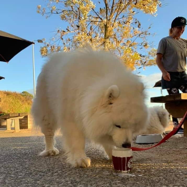 Dog drinking from a pup cup in front of him in a pet friendly cafe nearby in Melbourne