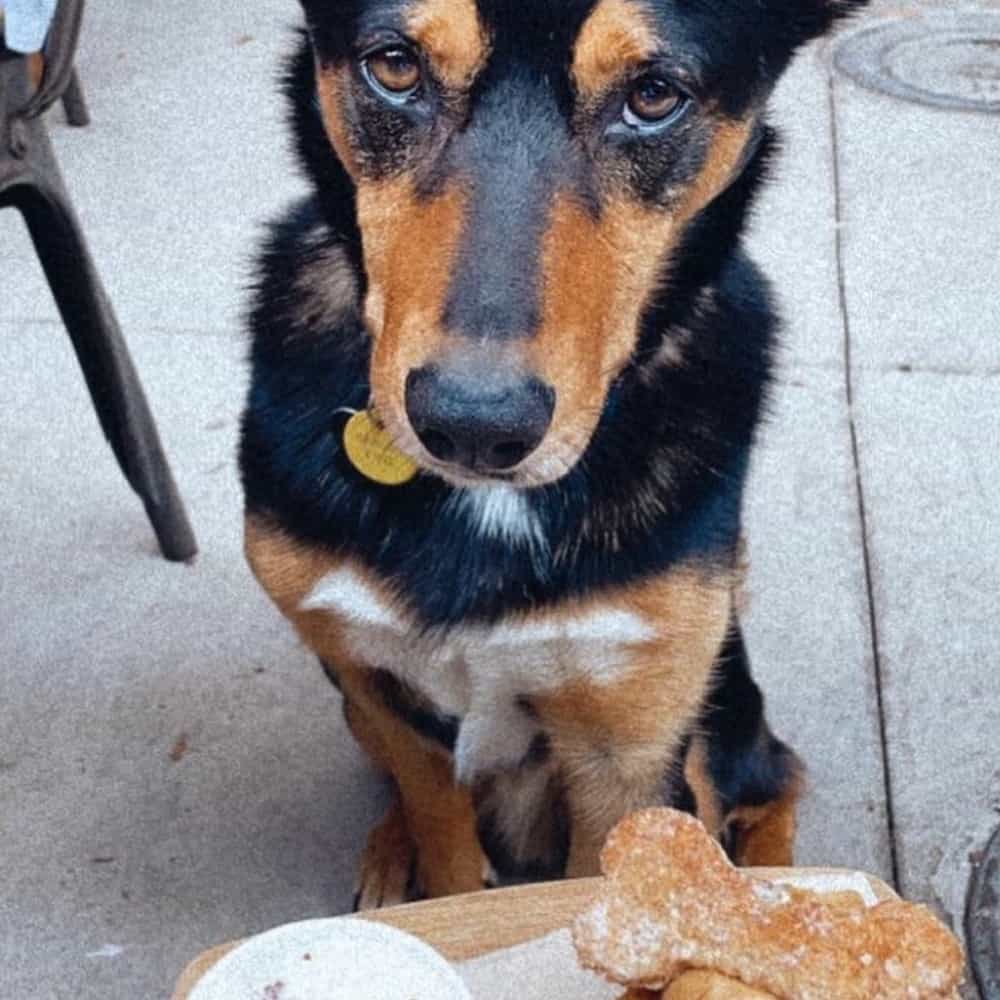 Dog looking up on owner in the outdoor dining area of a pet friendly cafe in Melbourne