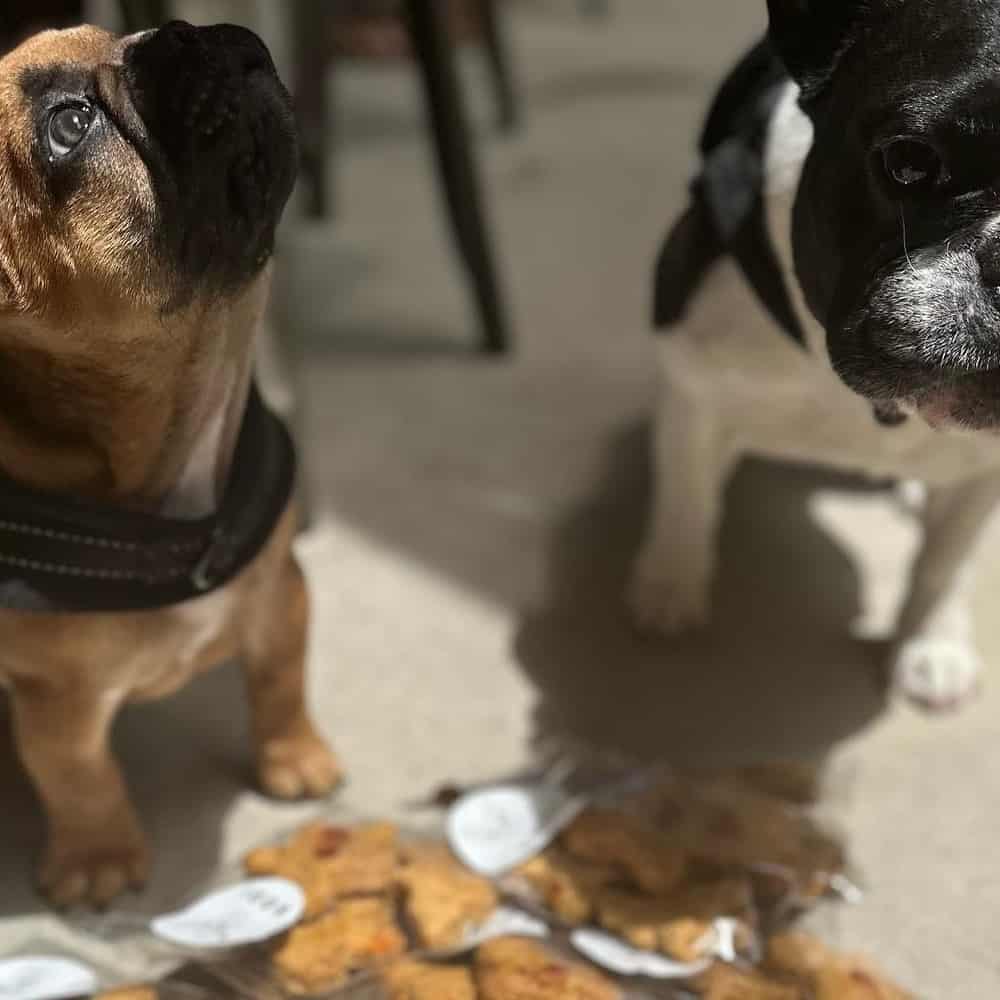 Two dogs munching on a plate of treats at a dog friendly cafe in Melbourne