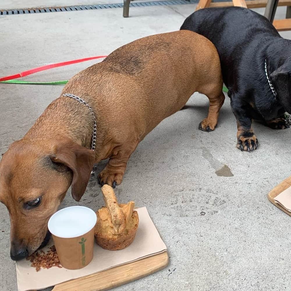 Two dogs dine in pet friendly cafe around Geelong and Surrounds in Melbourne