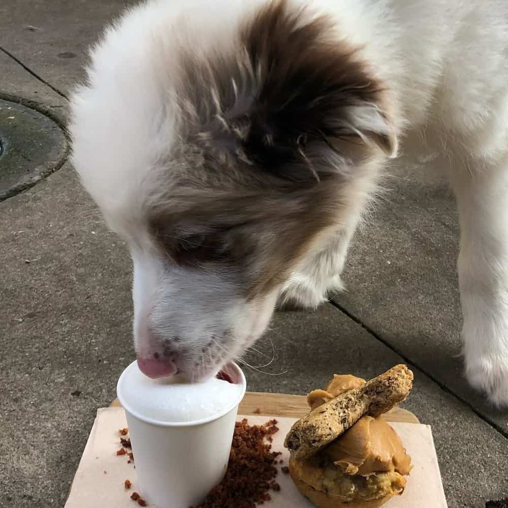 Cute dog drinking a puppucino at a dog friendly cafe in Melbourne