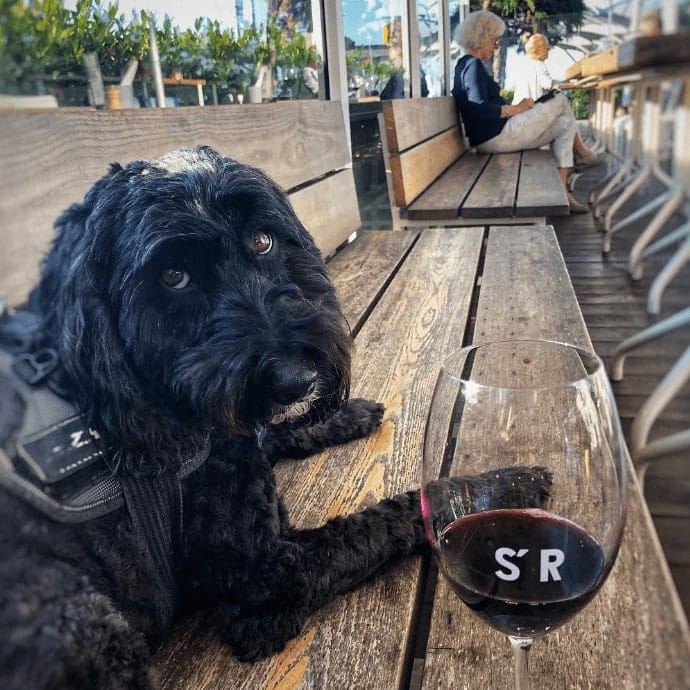 Dog sitting on the bench of a pet friendly lounge in Melbourne with a glass of wine beside it