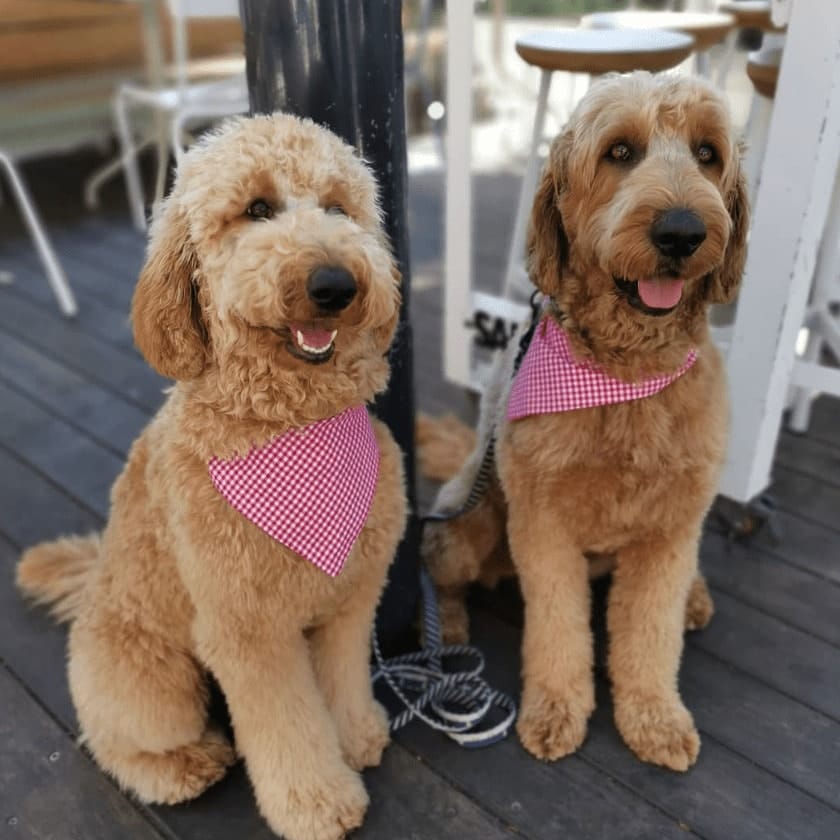 Two brown dogs with polka dotted bandanas outside a pet friendly lounge in Melbourne