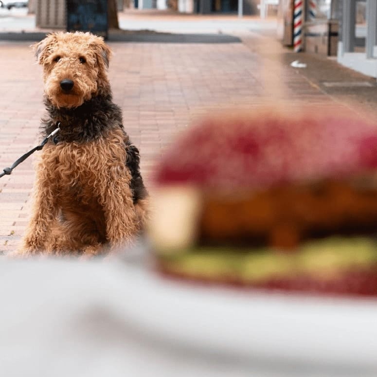 Canine eyes tasty treats at Bayside and Peninsula pet-friendly cafe