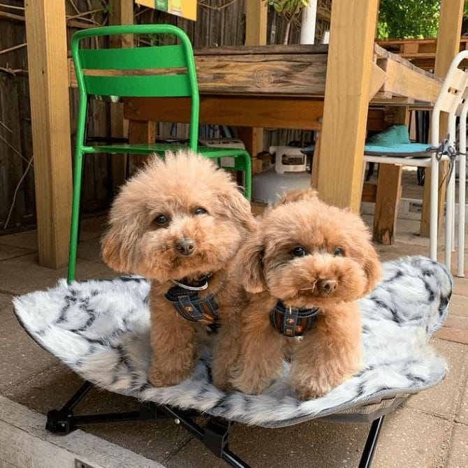 Two small dogs sitting in a pet chair of this pet friendly restaurant in Melbourne as they stare at the camera