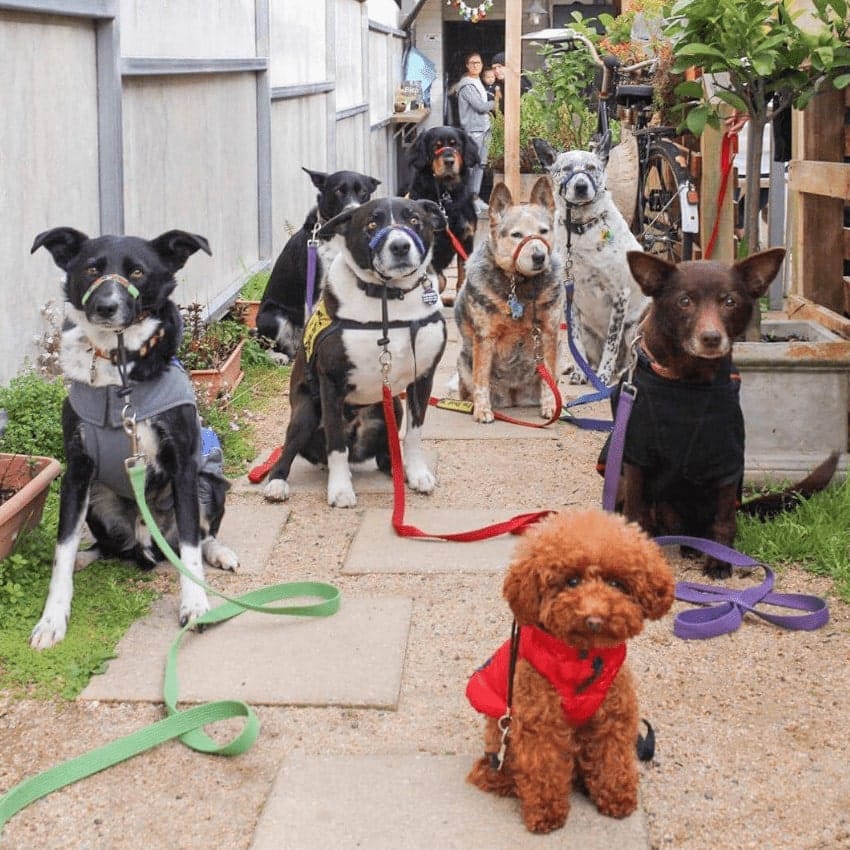 A bunch of dogs standing together outside this pet friendly restaurant around Southern Melbourne