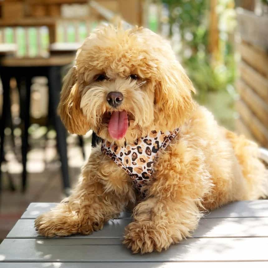 Small dog leaning on the table of this pet friendly restaurant in Melbourne with its tongue out