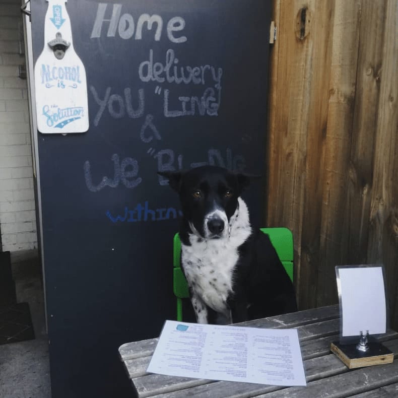 A black and white dog from a pet friendly restaurant in Melbourne sitting on the outdoor table