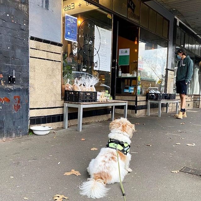 View of dog from its back sitting outside this dog cafe of Melbourne